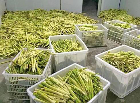 新鮮竹筍-百信機械