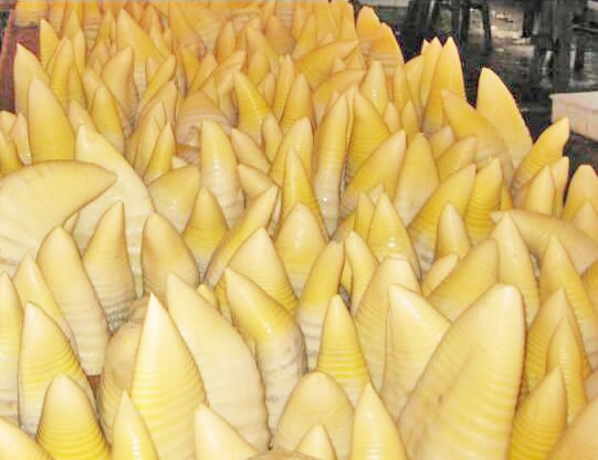 新鮮竹筍-百信機械