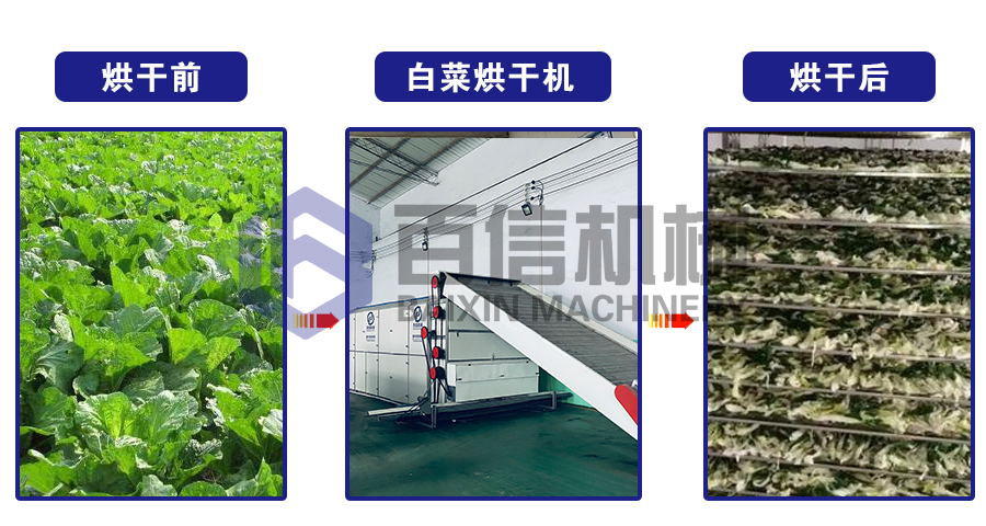 白菜烘干機
