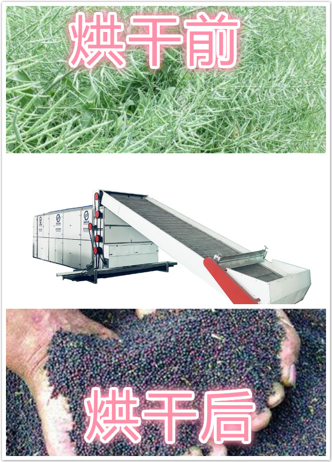 油菜籽烘干機(jī)